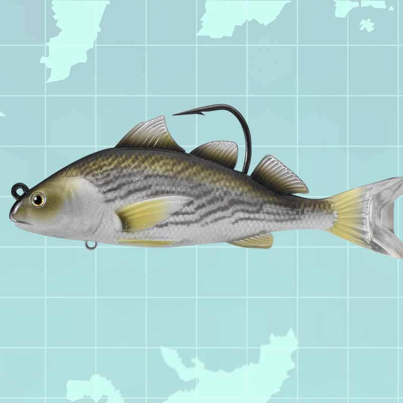 Fish Bites: Match live bait with target fish