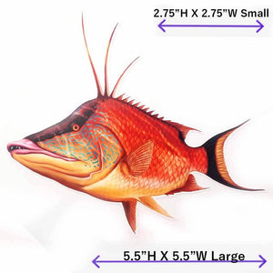 Hogfish Decal